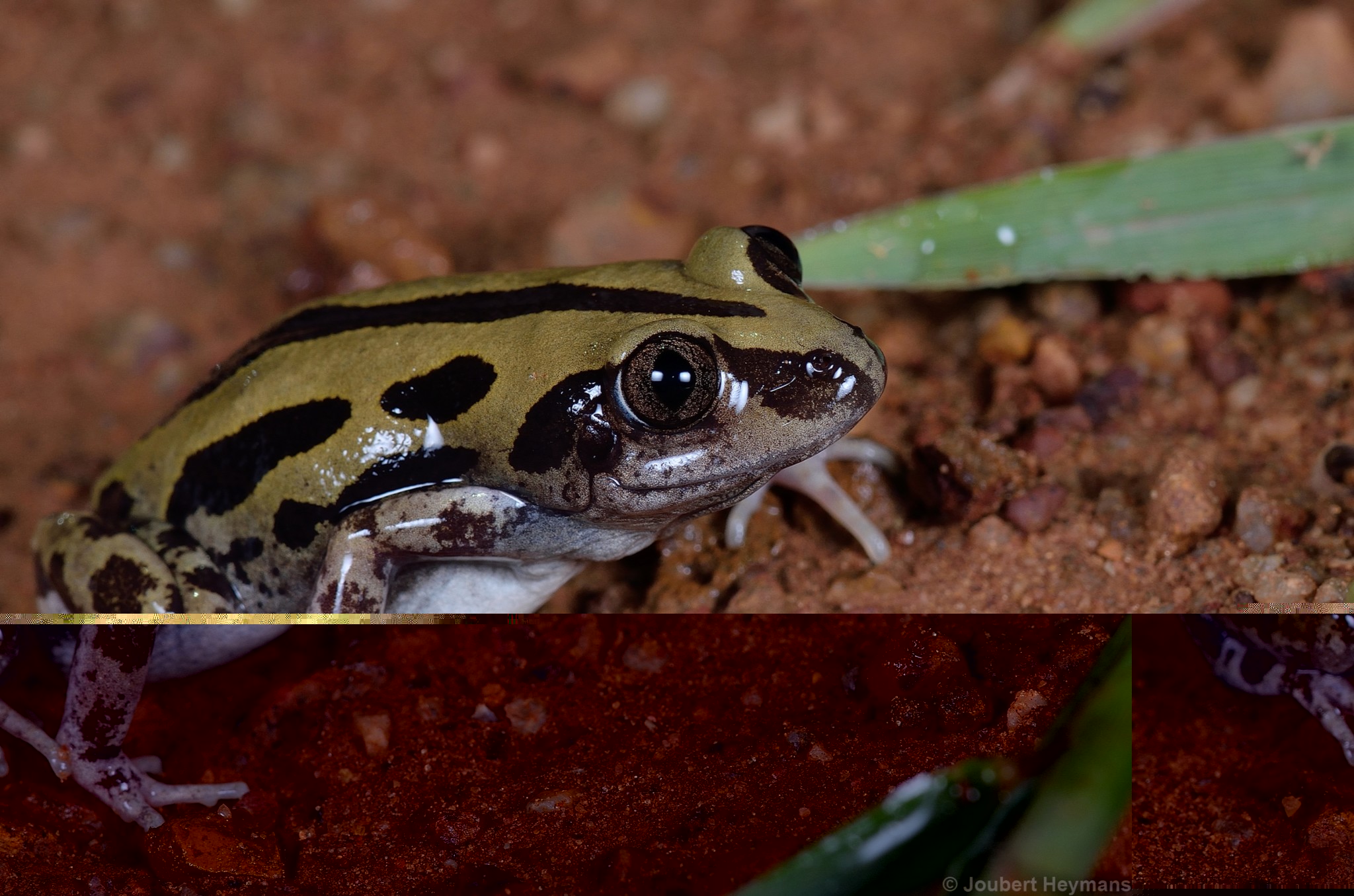 KASSINA SENEGALENSIS TOAD VENOM