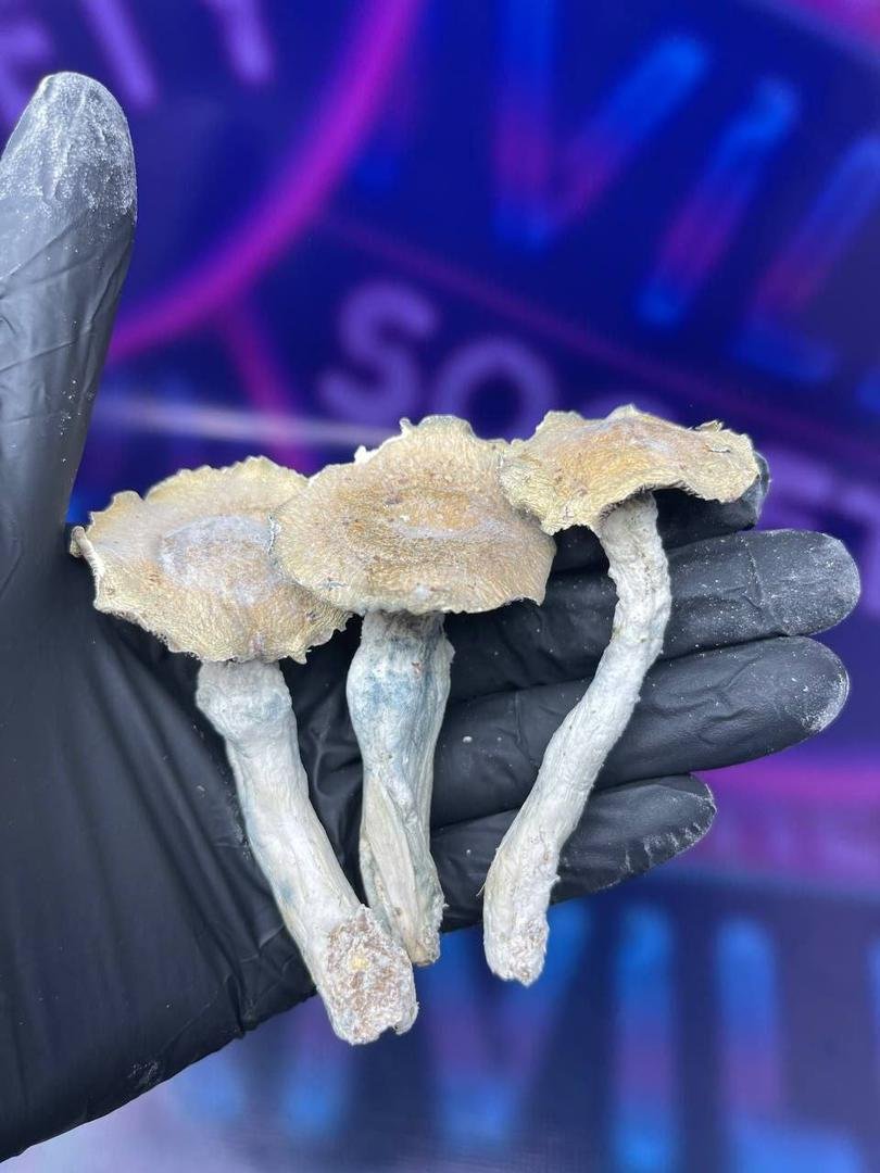 Buy Mushrooms newcastle Online - Image 3