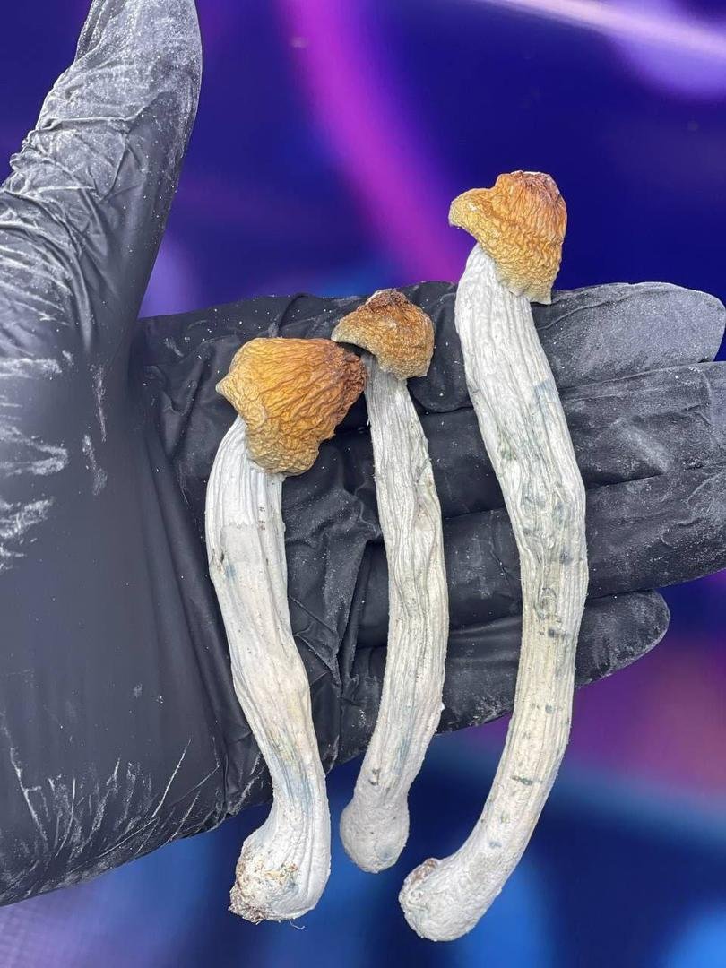Buy Mushrooms newcastle Online - Image 4